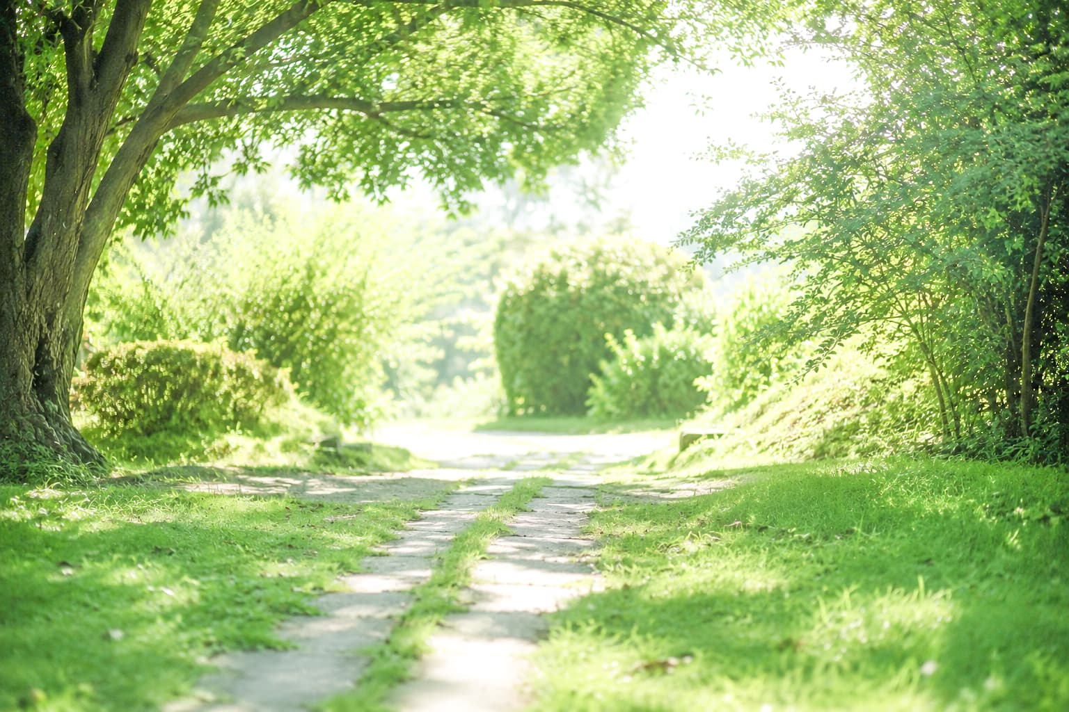 木漏れ日が差す緑の小道