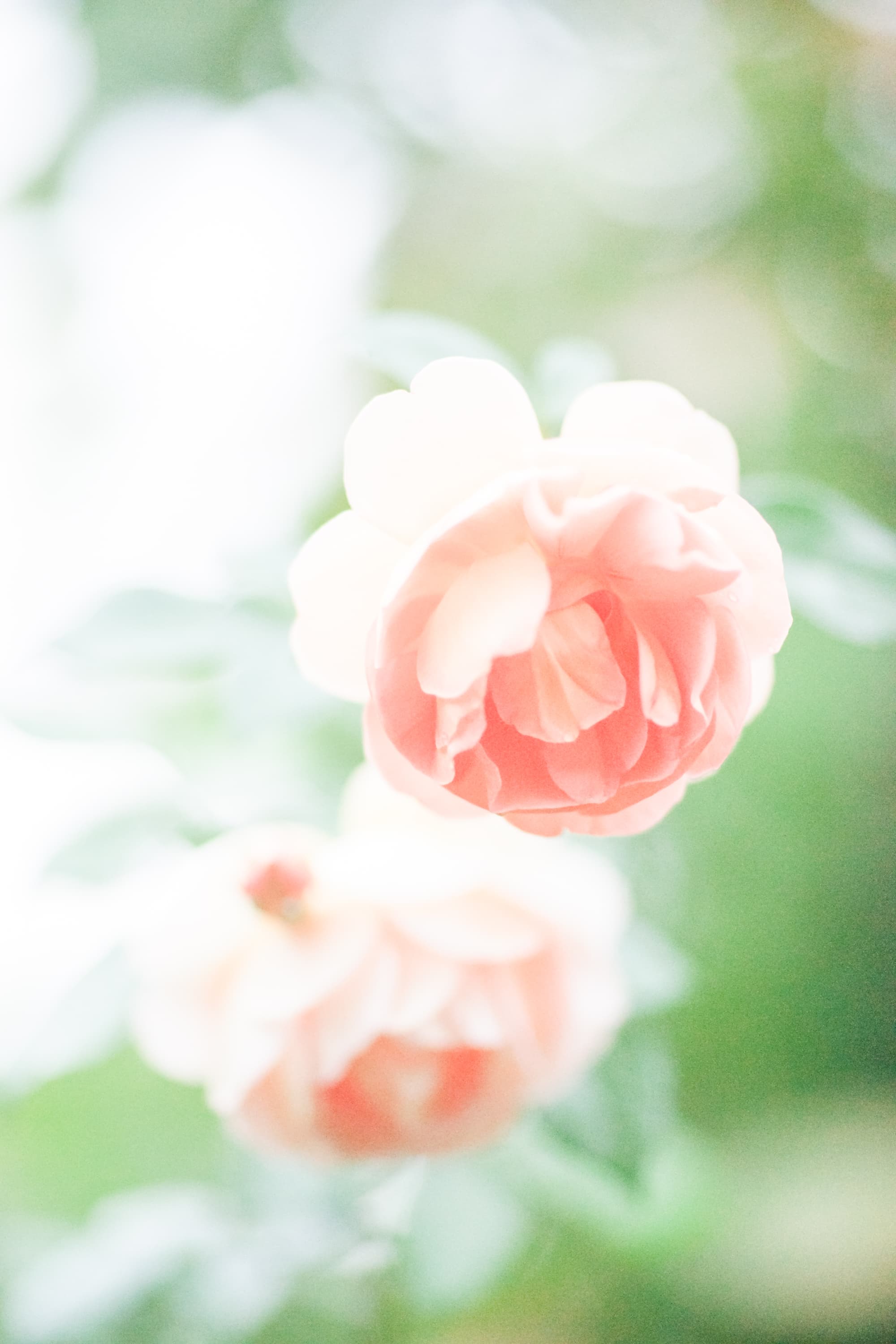 白い花が重なる写真